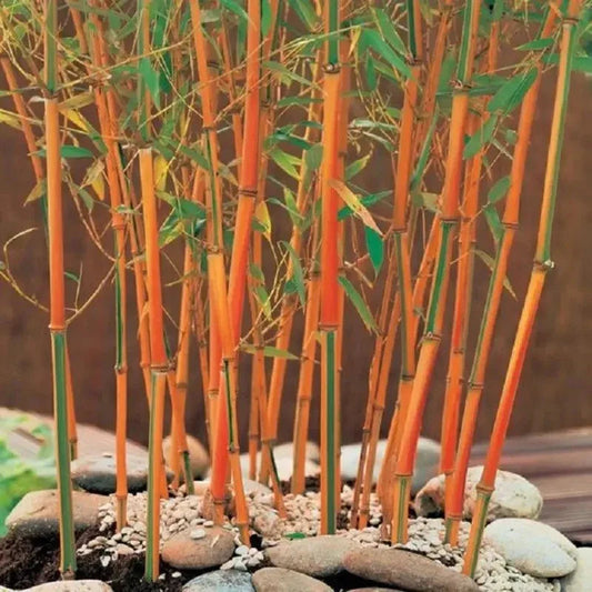 50 Red Fountain Bamboo seeds for clumping privacy screens and ornamental garden landscaping. HarvestNest Seeds