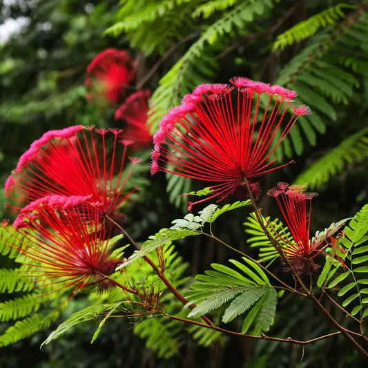 Red flower-like structures with green leaves on a blurred natural background. HarvestNest Seeds