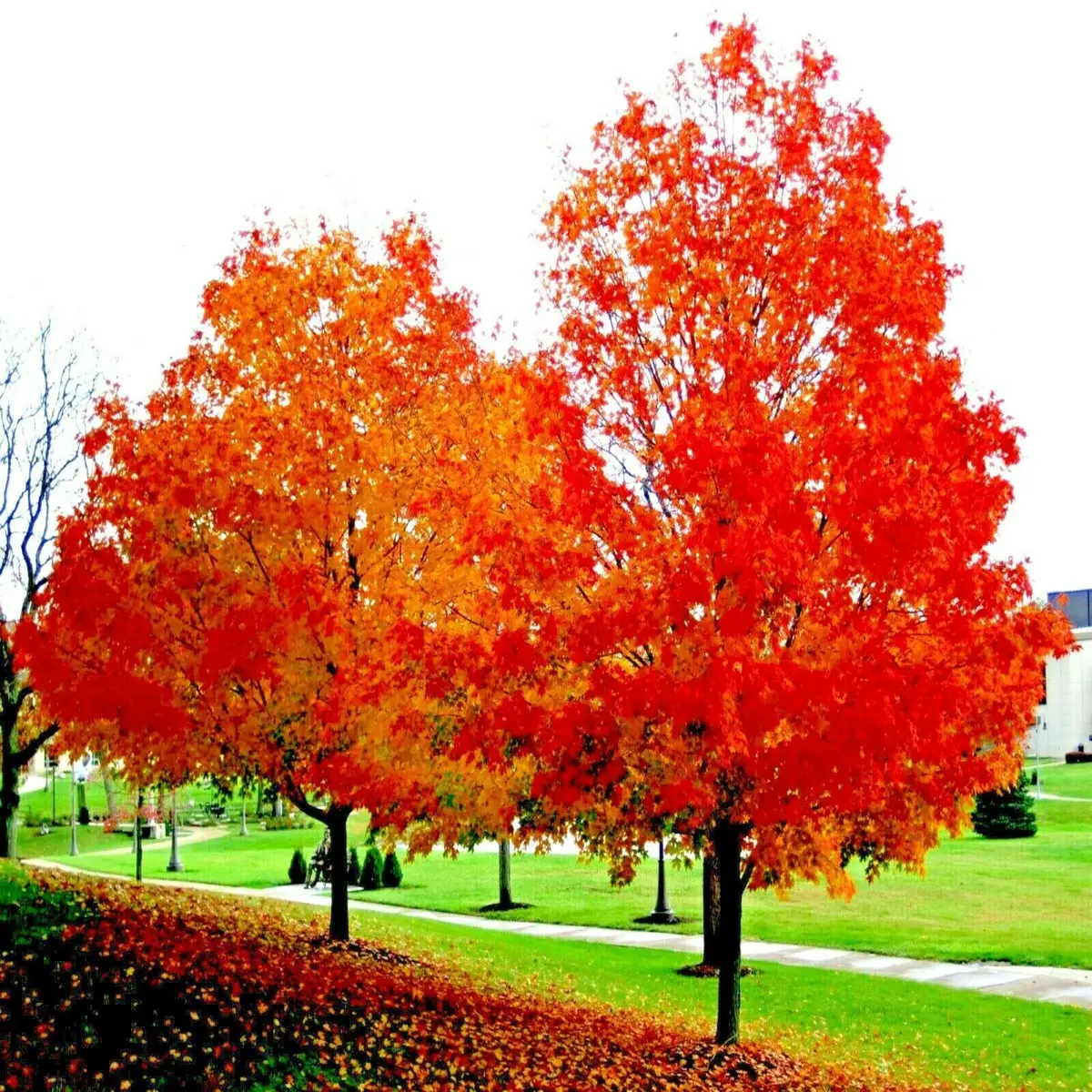 10 Red Sunset Japanese Maple Seeds – Acer rubrum