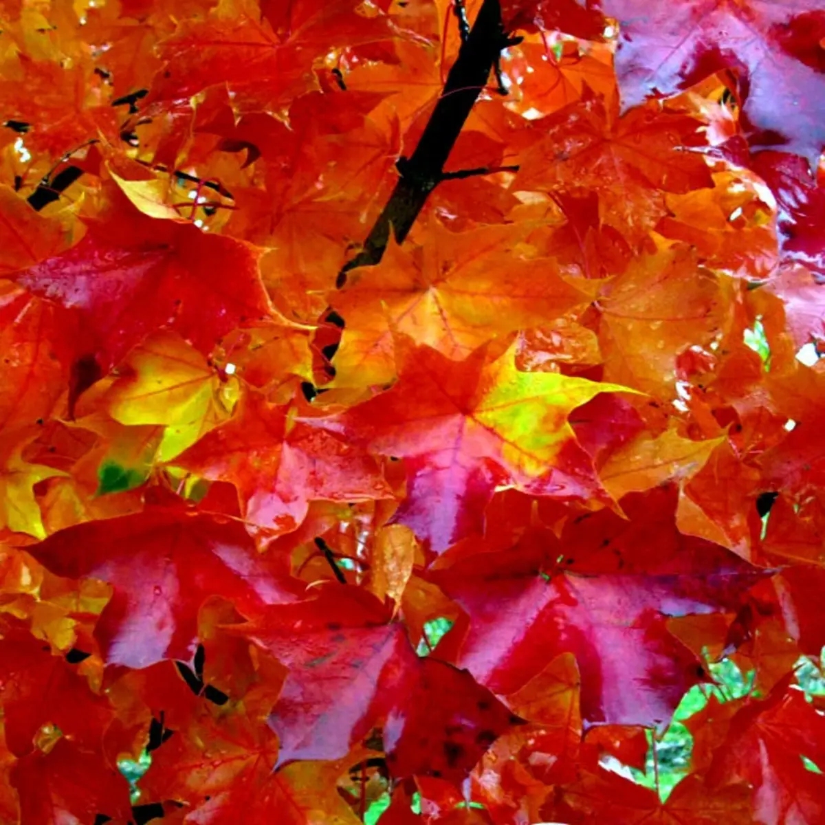 10 Red Sunset Japanese Maple Seeds – Acer rubrum