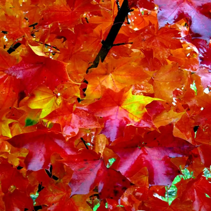 10 Red Sunset Japanese Maple Seeds – Acer rubrum