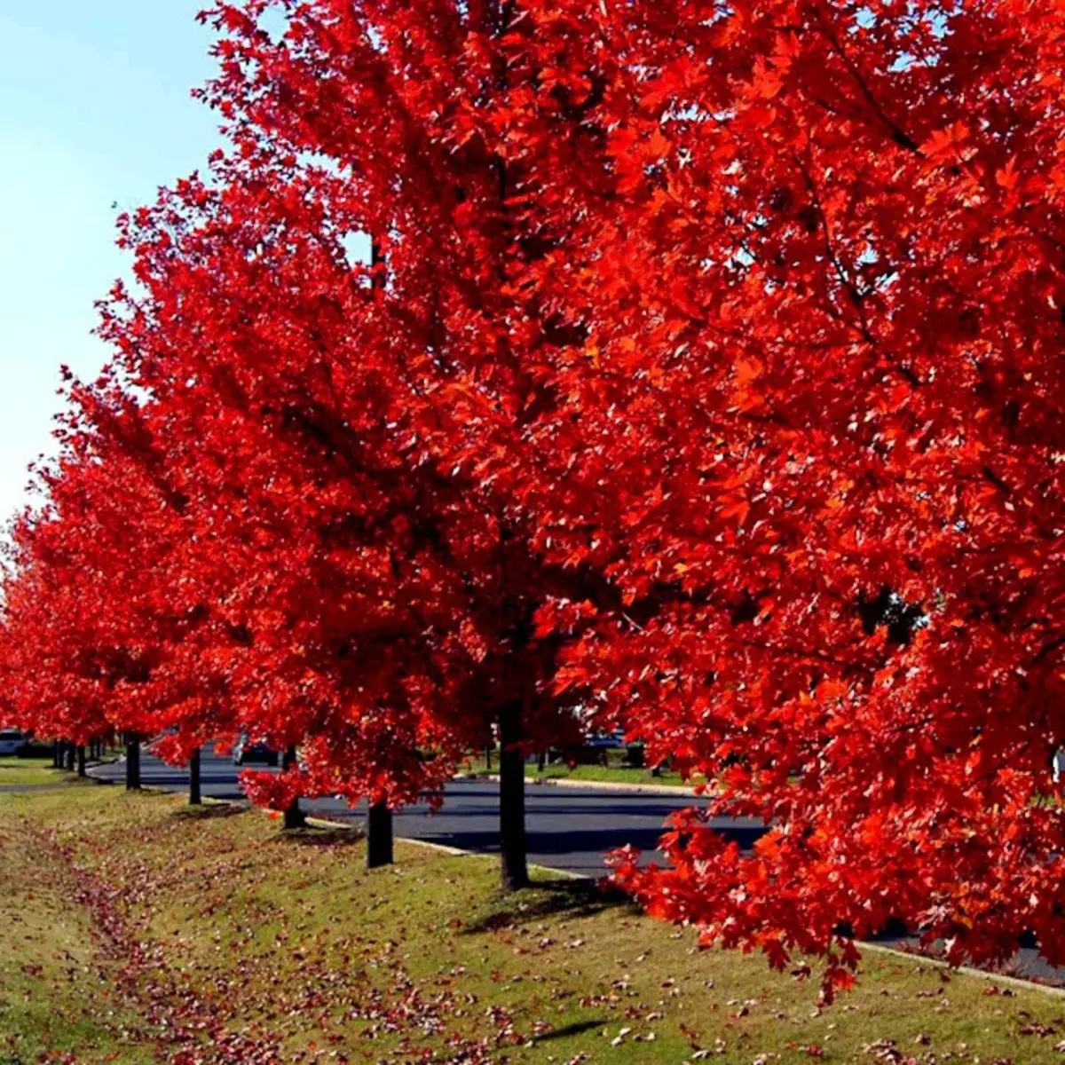 10 Red Sunset Japanese Maple Seeds – Acer rubrum