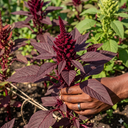 Hand holding a bundle of red amaranth plants - HarvestNest Seeds