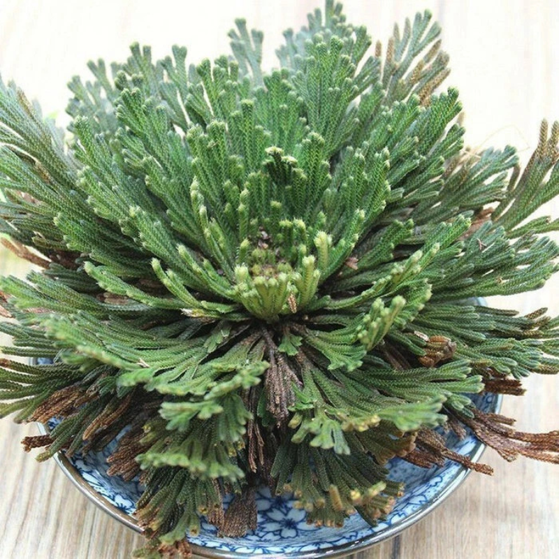 Close-up of green Rose of Jericho plant in a decorative bowl. HarvestNest Seeds