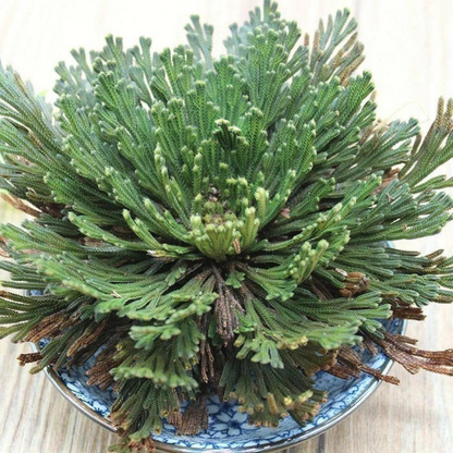 Close-up of green Rose of Jericho plant in a decorative bowl. HarvestNest Seeds