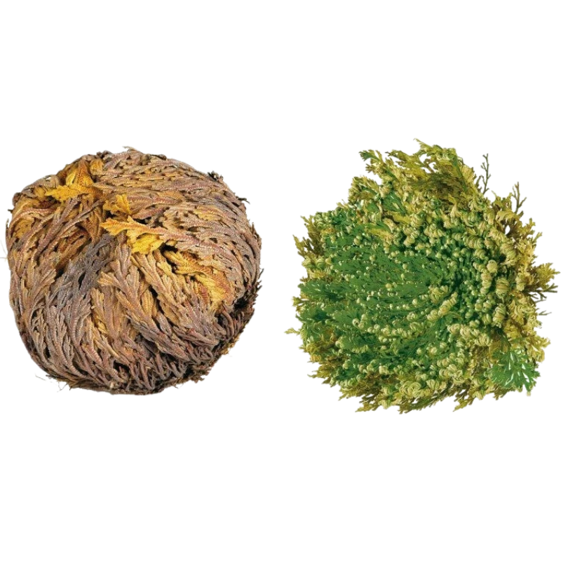 Reviving Rose of Jericho plant, resilient desert greenery. HarvestNest Seeds