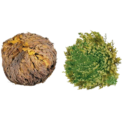 Reviving Rose of Jericho plant, resilient desert greenery. HarvestNest Seeds