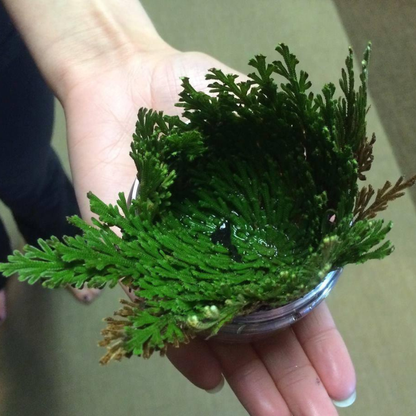 Rose of Jericho – The Resurrection Plant That Comes Back to Life