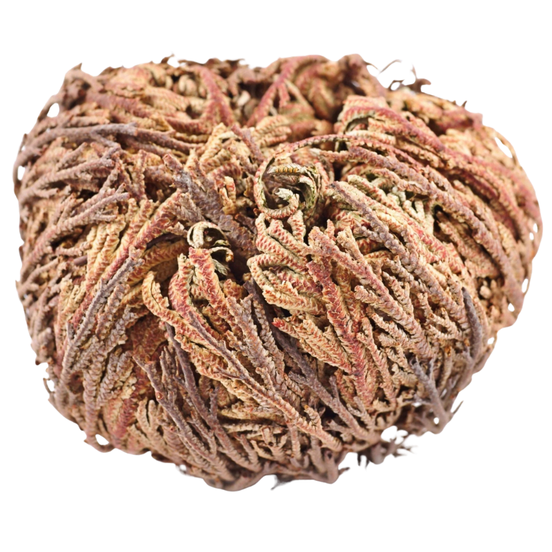 Rose of Jericho – The Resurrection Plant That Comes Back to Life
