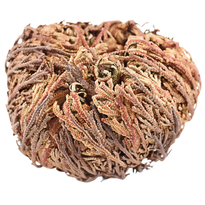 Rose of Jericho – The Resurrection Plant That Comes Back to Life