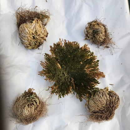 Rose of Jericho – The Resurrection Plant That Comes Back to Life