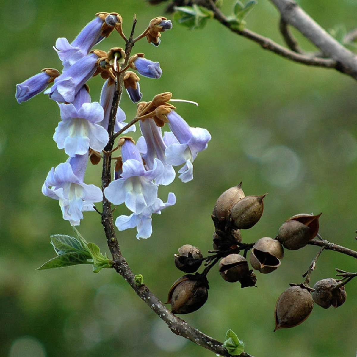 350 Royal Empress Tree Seeds – Paulownia tomentosa