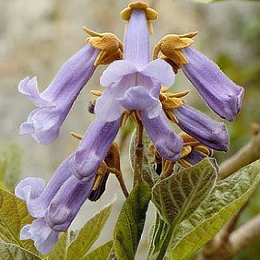 Close-up of purple flowers with green leaves on a blurred natural background    - HarvestNest Seeds