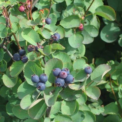 20 Saskatoon Serviceberry Seeds – Amelanchier alnifolia