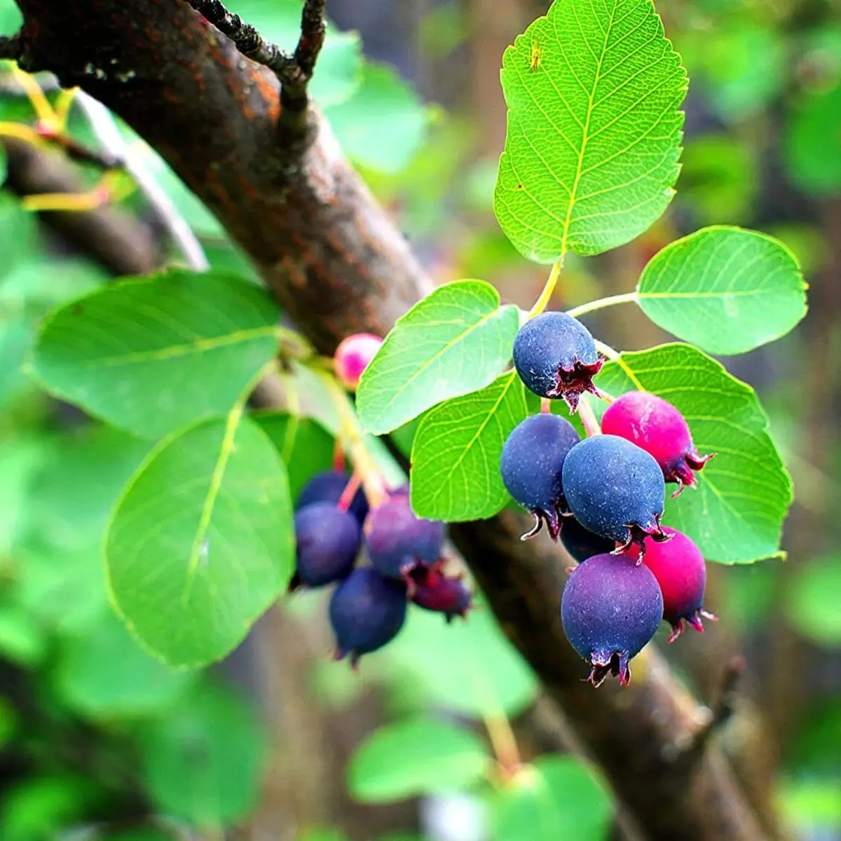 Blue and pink berries on a branch with green leaves - HarvestNest Seeds