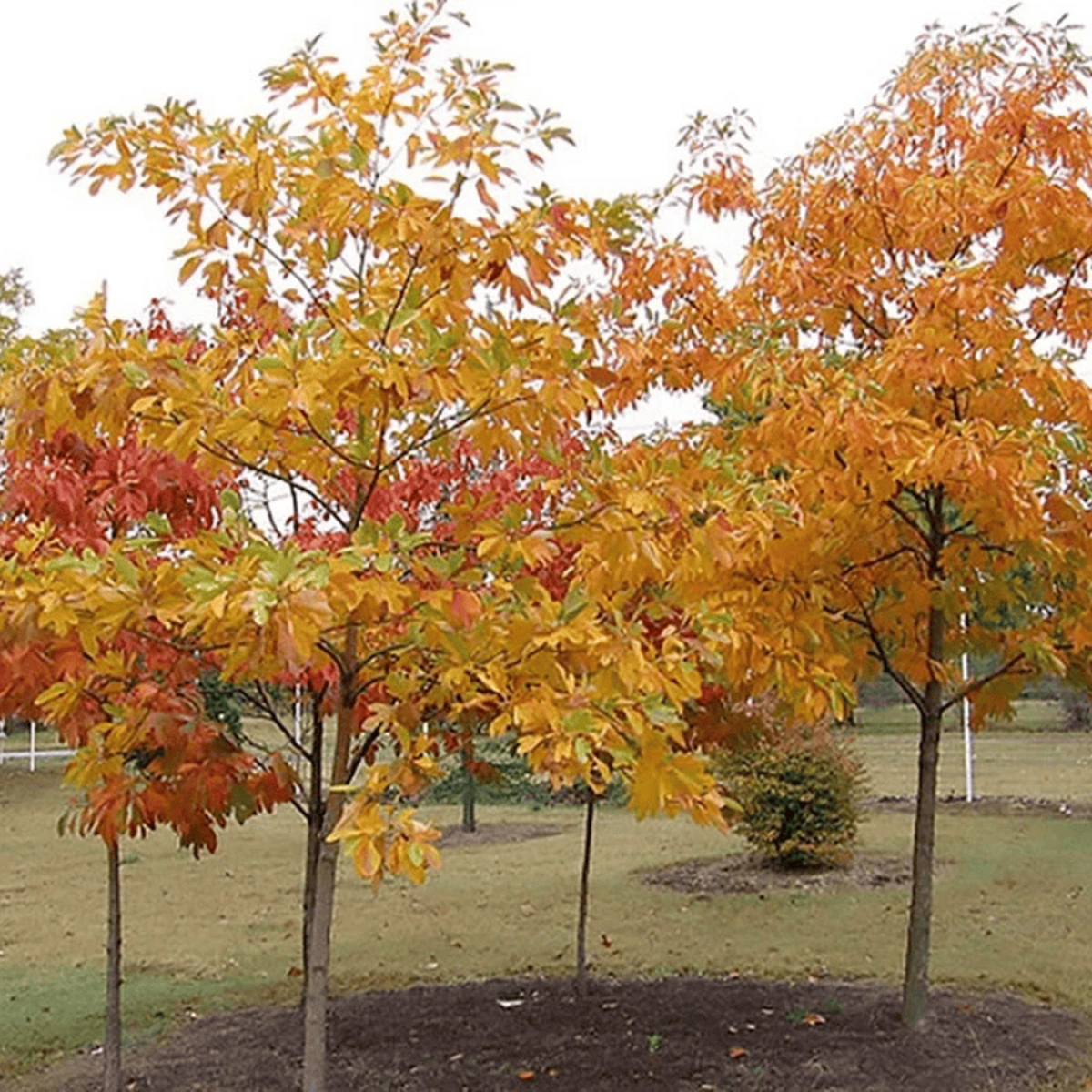 10 Sassafras Tree Seeds – Sassafras albidum