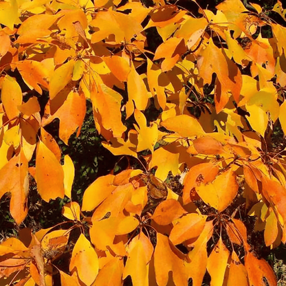 10 Sassafras Tree Seeds – Sassafras albidum