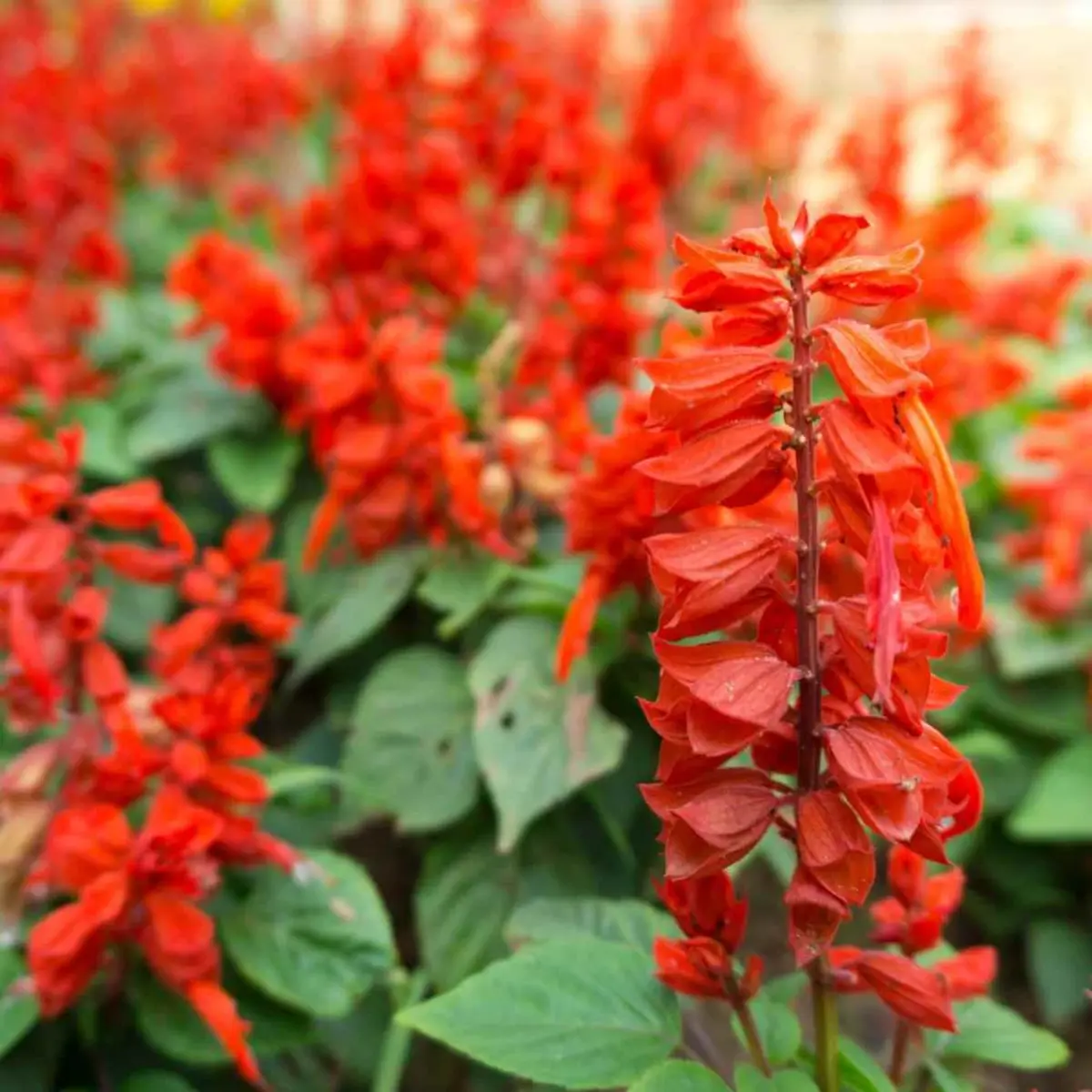 500 Scarlet Red Sage Seeds – Salvia coccinea | Butterfly & Hummingbird Wildflower