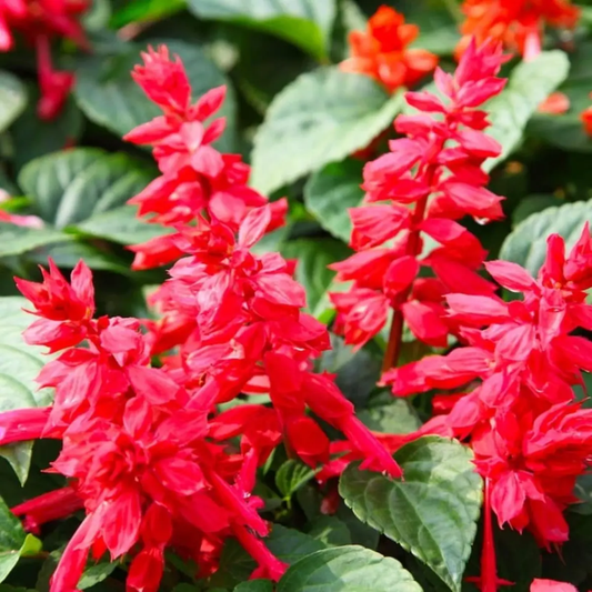 500 Scarlet Red Sage Seeds – Salvia coccinea | Butterfly & Hummingbird Wildflower