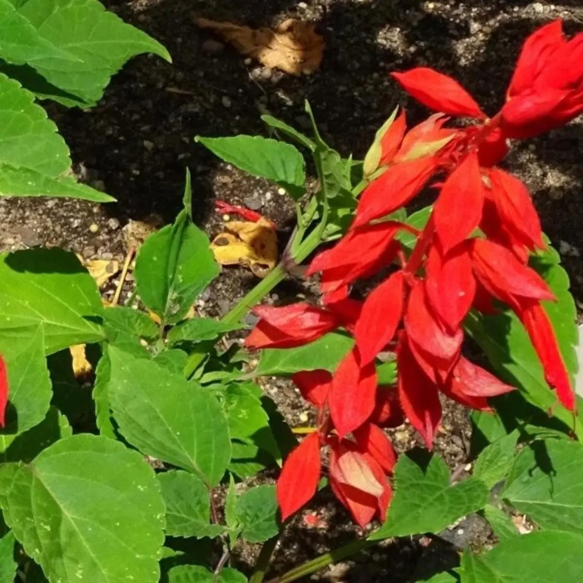 500 Scarlet Red Sage Seeds – Salvia coccinea | Butterfly & Hummingbird Wildflower