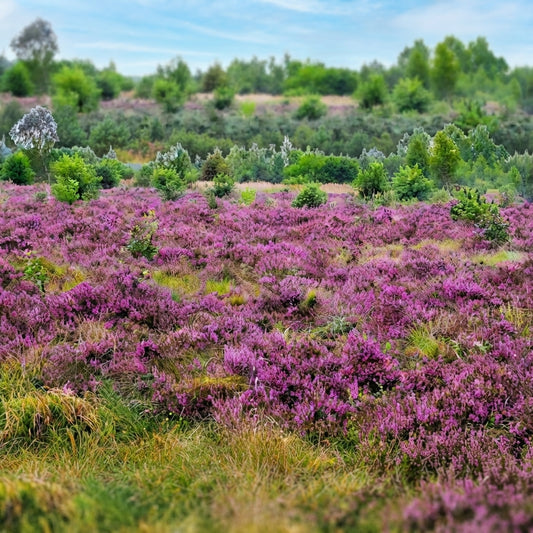 Scot’s Heather Seeds (Calluna vulgaris) – Purple Flowering Evergreen Heather for Rock Gardens, Borders and Pollinator Landscapes. HarvestNest Seeds