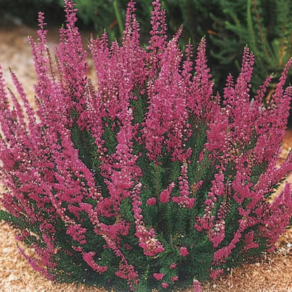 Scot’s Heather Seeds – Calluna vulgaris | Hardy Perennial Blooms