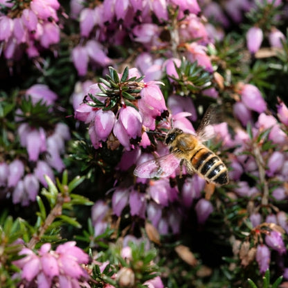 Scot’s Heather Seeds – Calluna vulgaris | Hardy Perennial Blooms