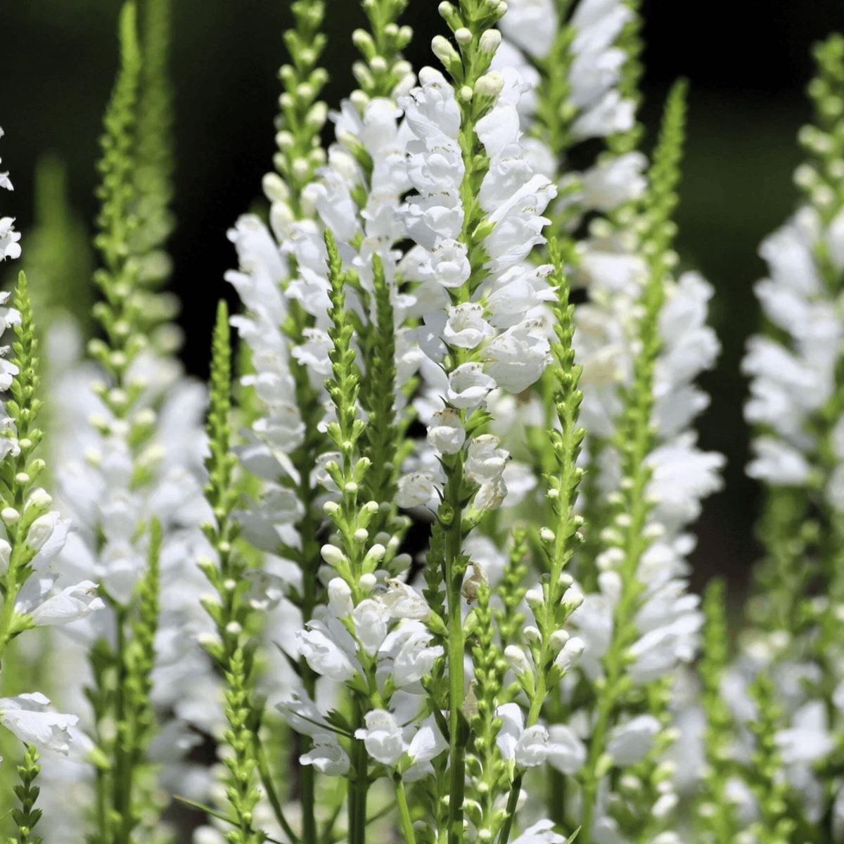 50 Showy Obedient Plant Seeds – False Dragon Head