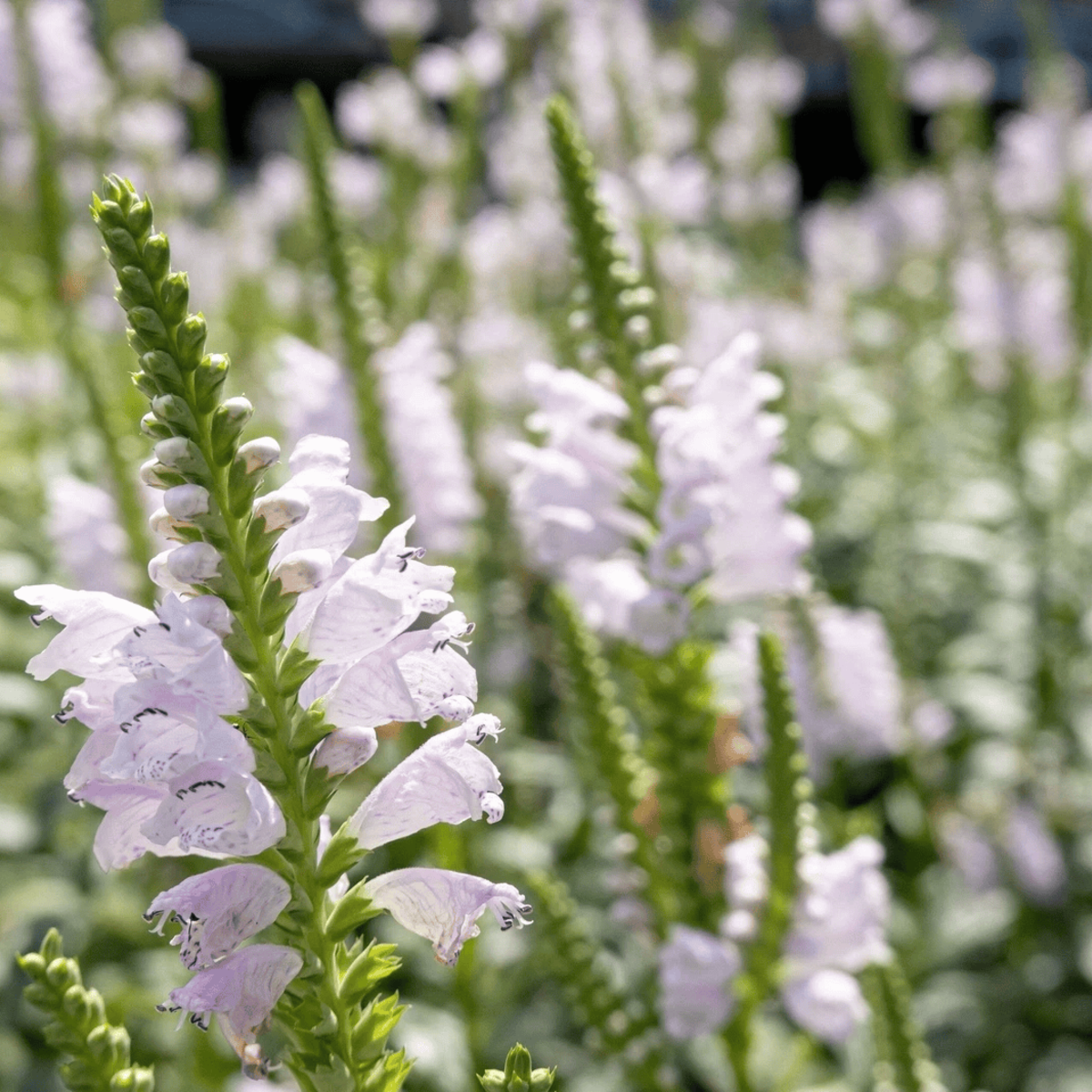 50 Showy Obedient Plant Seeds – False Dragon Head