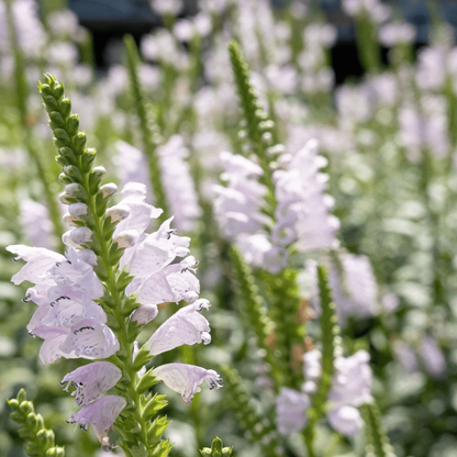 50 Showy Obedient Plant Seeds – False Dragon Head
