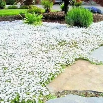 White flowers in a garden with a pathway and greenery - HarvestNest Seeds
