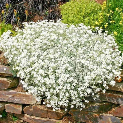 White flowering plant growing on a stone wall with greenery in the background - HarvestNest Seeds