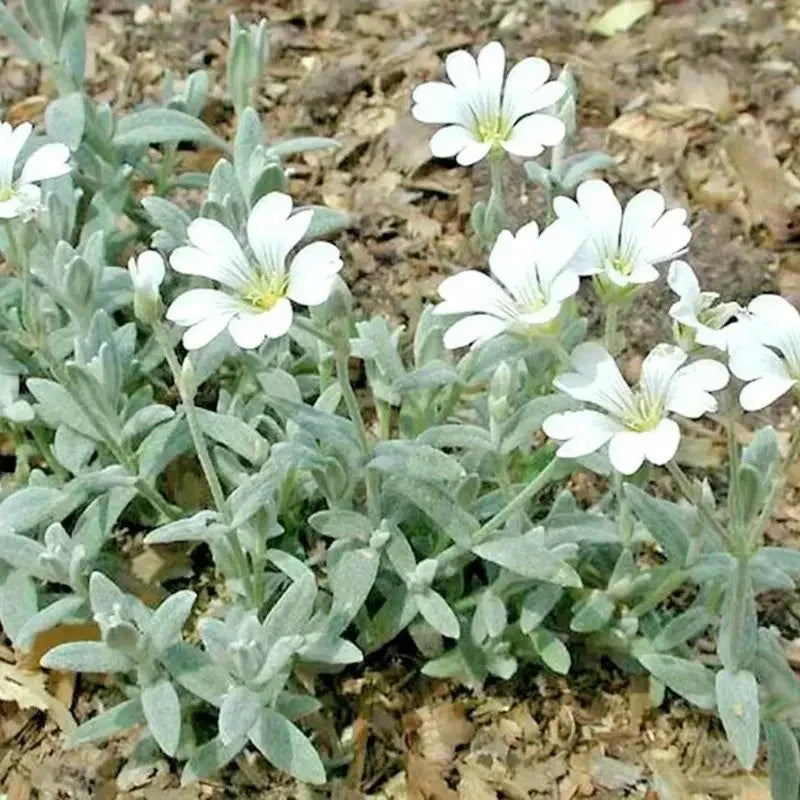 White flowers with green leaves on a sandy background - HarvestNest Seeds