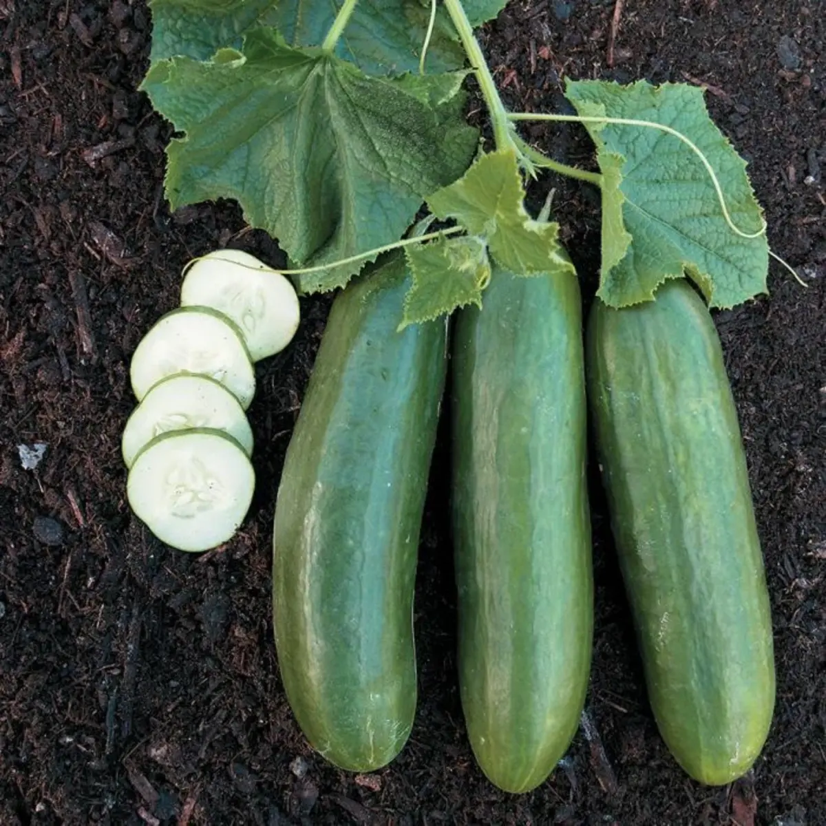 150 Straight Eight Cucumber Seeds | Heirloom • Non-GMO