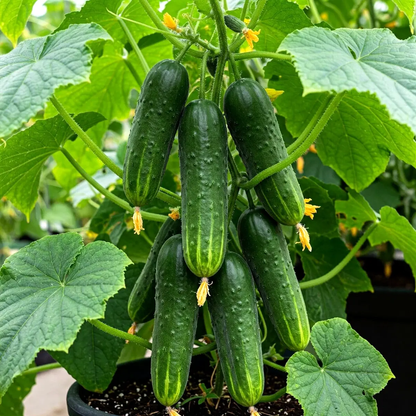 150 Straight Eight Cucumber Seeds | Heirloom • Non-GMO