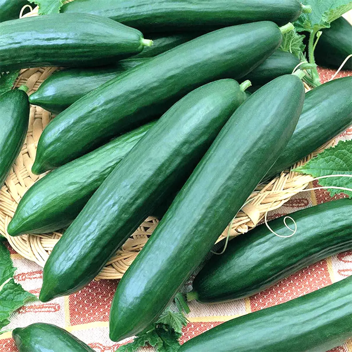 150 Straight Eight Cucumber Seeds | Heirloom • Non-GMO