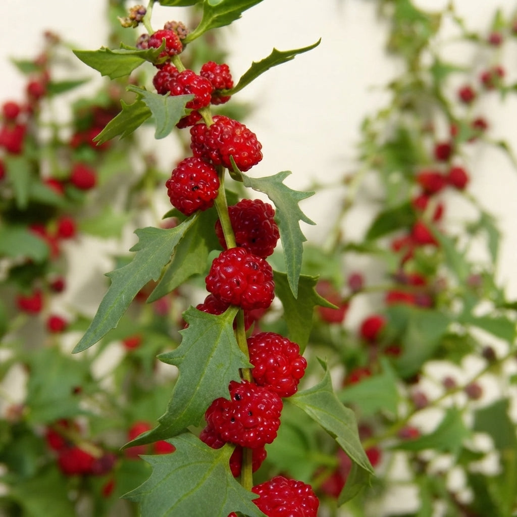 150 Strawberry Spinach Seeds – Chenopodium foliosum | Unique Edible Green