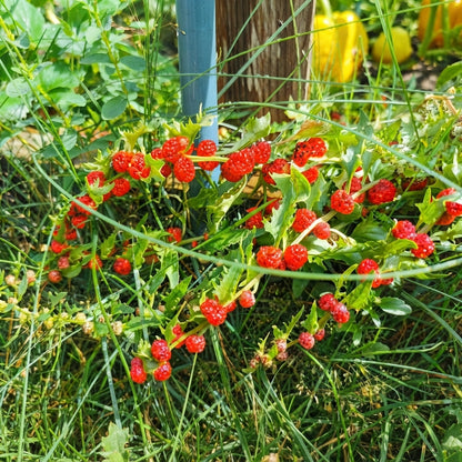 150 Strawberry Spinach Seeds – Chenopodium foliosum | Unique Edible Green