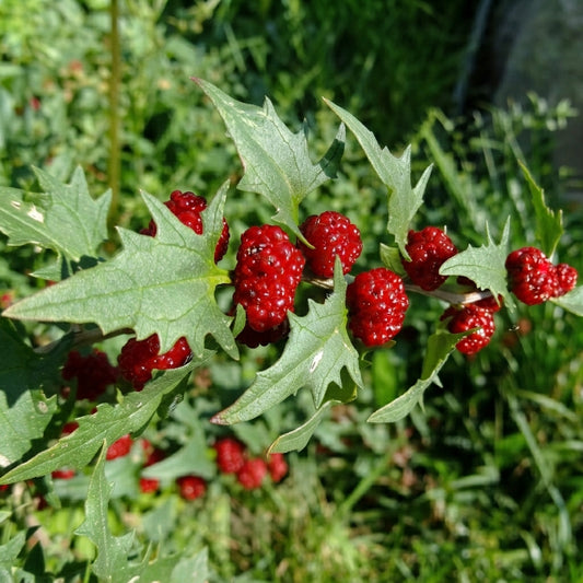 Strawberry Spinach Seeds – Chenopodium foliosum with Bright Red Berry-Like Fruits and Edible Green Leaves for Unique Home Vegetable Gardens. HarvestNest Seeds