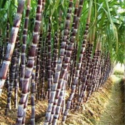 Row of sugarcane plants in a field - HarvestNest Seeds