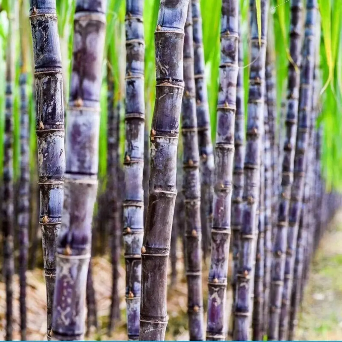 Row of black sugarcane plants with green leaves. HarvestNest Seeds