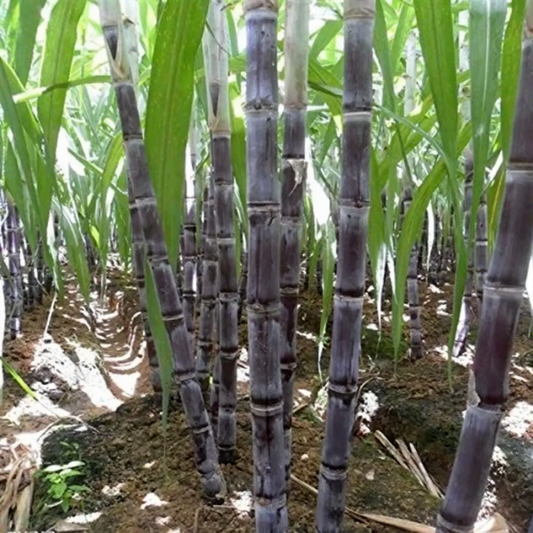 Close-up of sugarcane plants with dark purple stalks and green leaves. HarvestNest Seeds