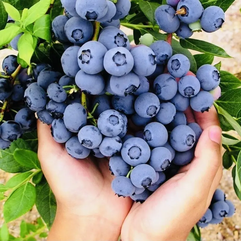 Handful of blueberries held between two hands with a background of more blueberries and green leaves. HarvestNest Seeds