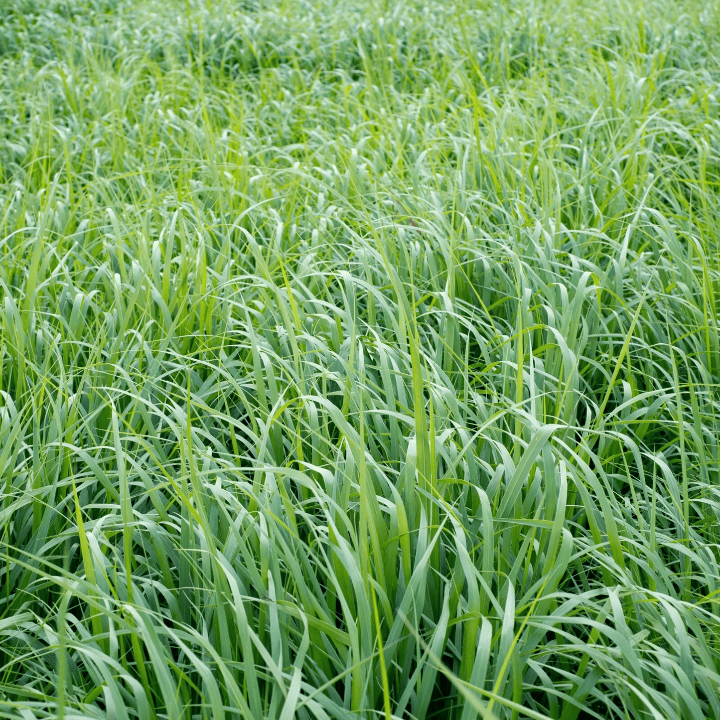 Field of green grass with a close-up view