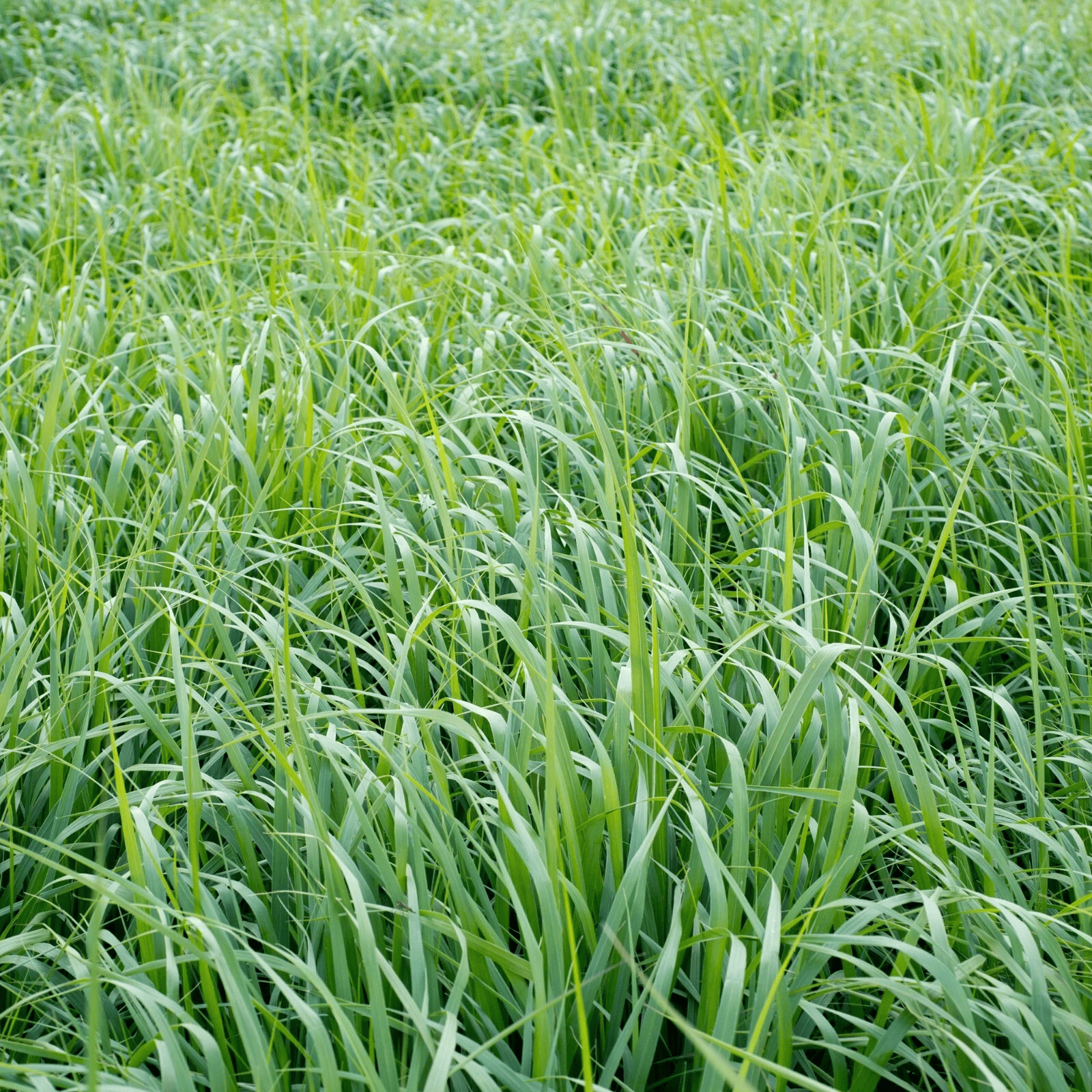 Field of green grass with a close-up view