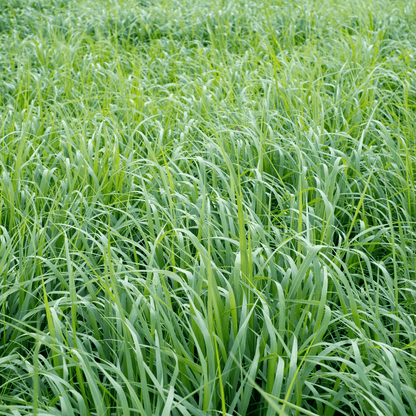 Field of green grass with a close-up view