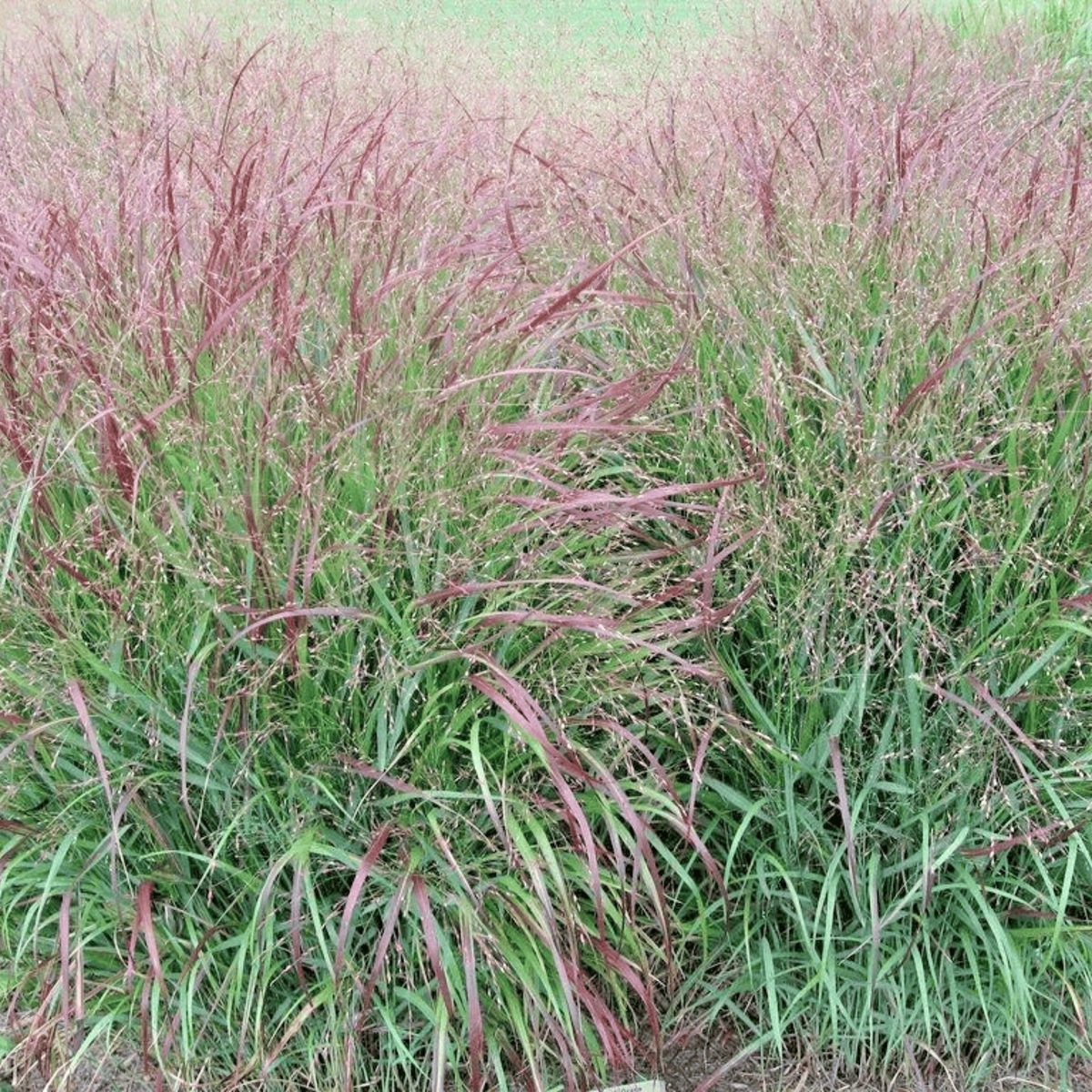 Field of green and red grass - HarvestNest Seeds