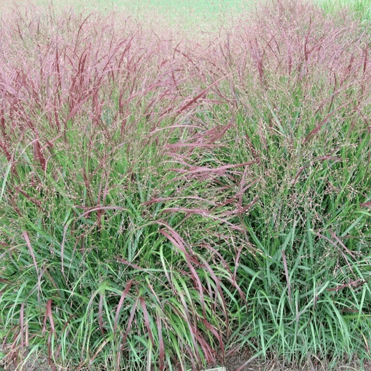 Field of green and red grass - HarvestNest Seeds