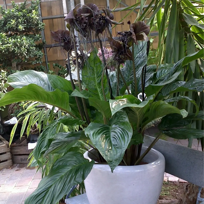 10 Tacca Chantrieri Seeds – Black Bat Plant (Rare Tropical Flower)