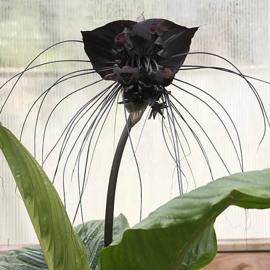 10 Tacca Chantrieri Seeds – Black Bat Plant (Rare Tropical Flower)